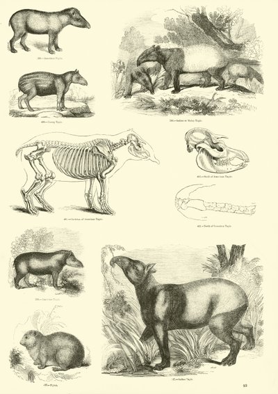 Pagina uit Het Picturale Museum van Geanimeerde Natuur door English School