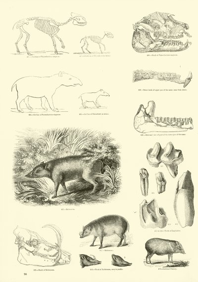 Pagina uit Het Picturale Museum van Geanimeerde Natuur door English School