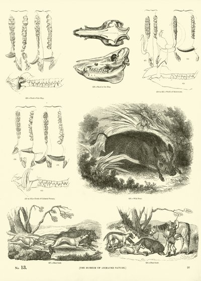 Pagina uit Het Picturale Museum van Geanimeerde Natuur door English School