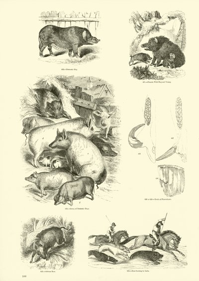 Pagina uit Het Picturale Museum van Geanimeerde Natuur door English School
