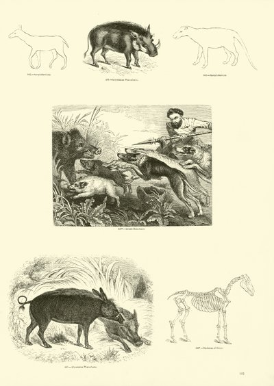 Pagina uit Het Picturale Museum van Geanimeerde Natuur door English School