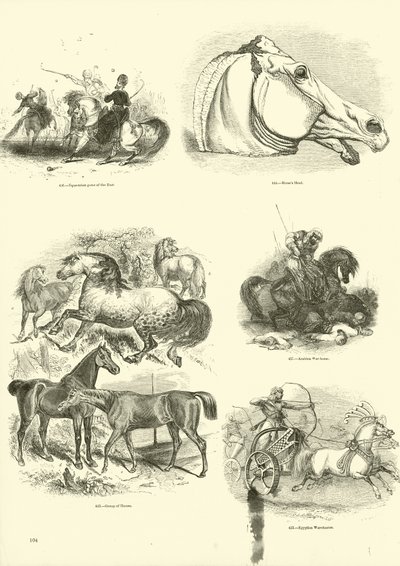 Pagina uit Het Picturale Museum van Geanimeerde Natuur door English School
