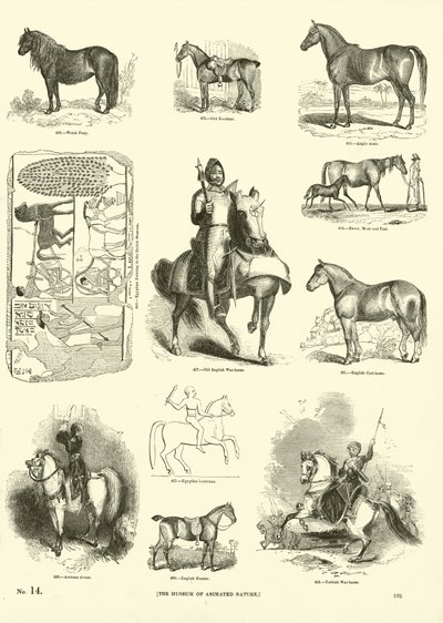 Pagina uit Het Picturale Museum van Geanimeerde Natuur door English School
