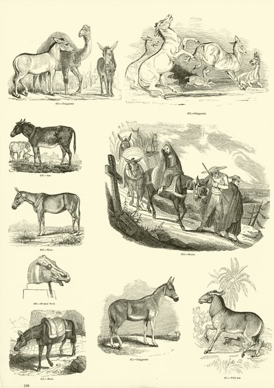 Pagina uit Het Picturale Museum van Geanimeerde Natuur door English School