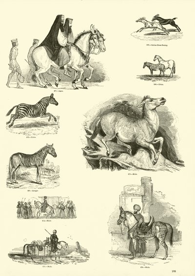 Pagina uit Het Picturale Museum van Geanimeerde Natuur door English School