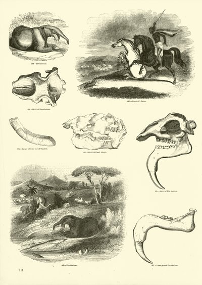 Pagina uit Het Picturale Museum van Geanimeerde Natuur door English School