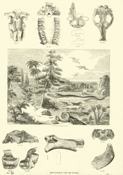Pagina uit Het Picturale Museum van Geanimeerde Natuur door English School