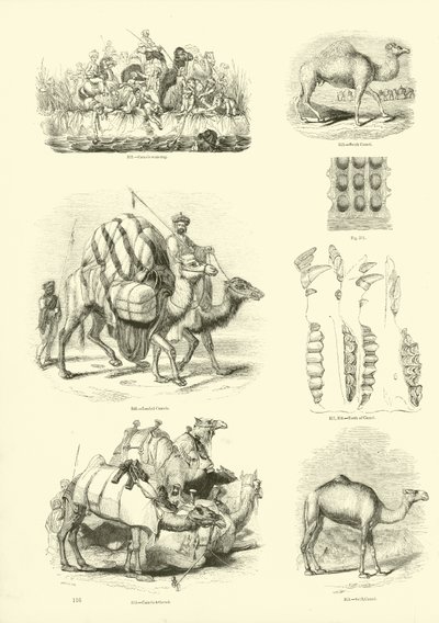 Pagina uit Het Picturale Museum van Geanimeerde Natuur door English School