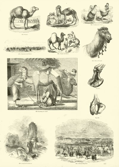 Pagina uit Het Picturale Museum van Geanimeerde Natuur door English School