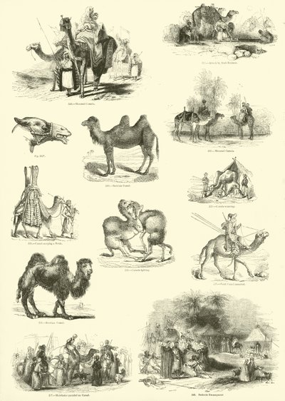 Pagina uit Het Picturale Museum van Geanimeerde Natuur door English School
