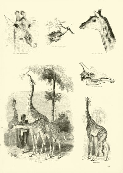 Pagina uit Het Picturale Museum van Geanimeerde Natuur door English School