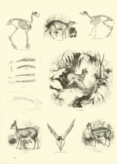 Pagina uit Het Picturale Museum van Geanimeerde Natuur door English School
