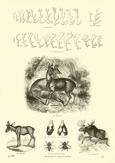 Pagina uit Het Picturale Museum van Geanimeerde Natuur door English School
