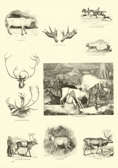 Pagina uit Het Picturale Museum van Geanimeerde Natuur door English School