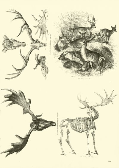 Pagina uit Het Picturale Museum van Geanimeerde Natuur door English School