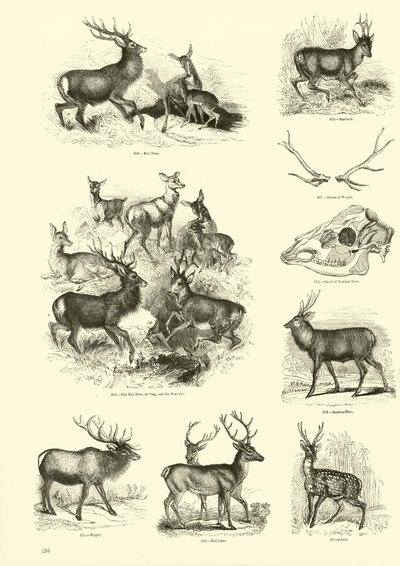 Pagina uit Het Picturale Museum van Geanimeerde Natuur door English School