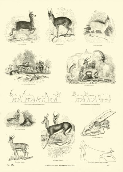 Pagina uit Het Picturale Museum van Geanimeerde Natuur door English School