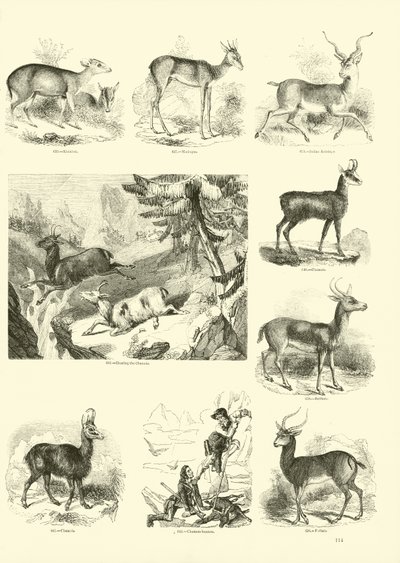 Pagina uit Het Picturale Museum van Geanimeerde Natuur door English School