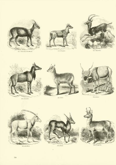 Pagina uit Het Picturale Museum van Geanimeerde Natuur door English School