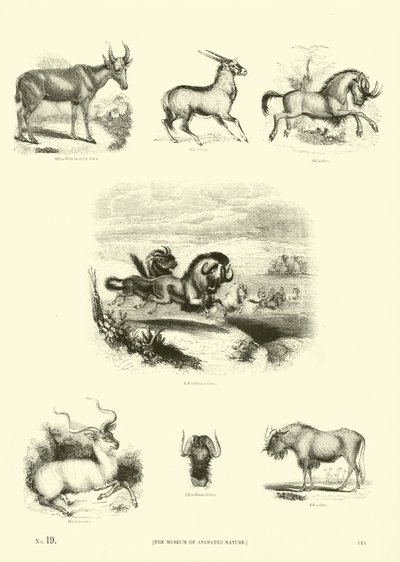 Pagina uit Het Picturale Museum van Geanimeerde Natuur door English School