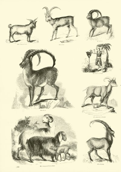 Pagina uit Het Picturale Museum van Geanimeerde Natuur door English School