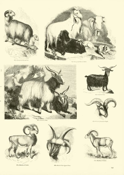Pagina uit Het Picturale Museum van Geanimeerde Natuur door English School