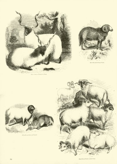 Pagina uit Het Picturale Museum van Geanimeerde Natuur door English School