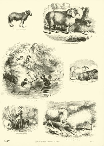 Pagina uit Het Picturale Museum van Geanimeerde Natuur door English School