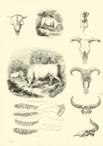 Pagina uit Het Picturale Museum van Geanimeerde Natuur door English School