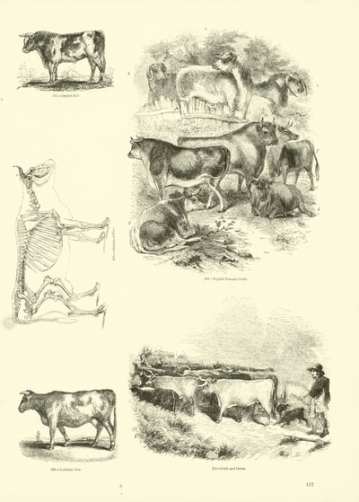 Pagina uit Het Picturale Museum van Geanimeerde Natuur door English School
