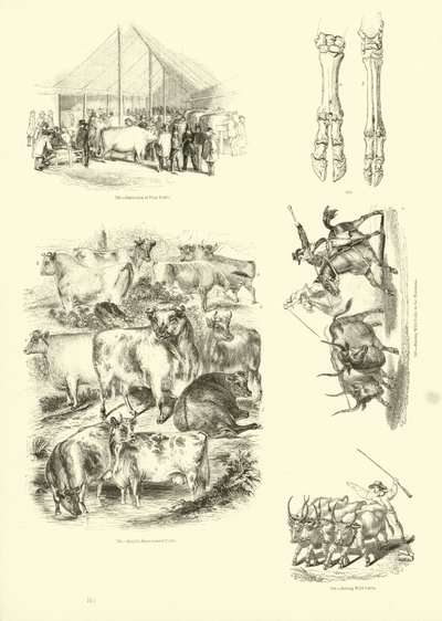 Pagina uit Het Picturale Museum van Geanimeerde Natuur door English School