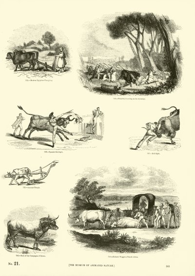 Pagina uit Het Picturale Museum van Geanimeerde Natuur door English School