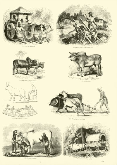 Pagina uit Het Picturale Museum van Geanimeerde Natuur door English School