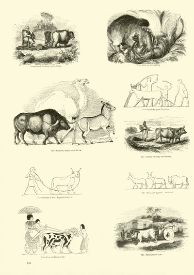 Pagina uit Het Picturale Museum van Geanimeerde Natuur door English School