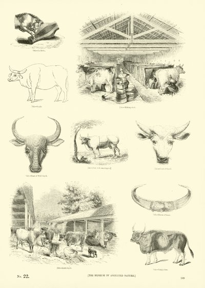 Pagina uit Het Picturale Museum van Geanimeerde Natuur door English School