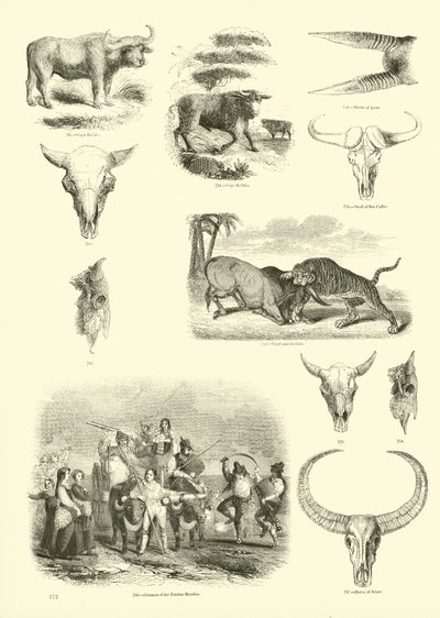 Pagina uit Het Picturale Museum van Geanimeerde Natuur door English School