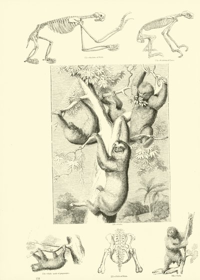Pagina uit Het Picturale Museum van Geanimeerde Natuur door English School