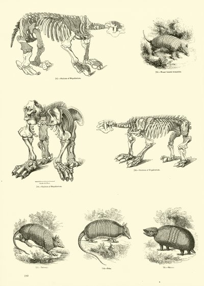 Pagina uit Het Picturale Museum van Geanimeerde Natuur door English School