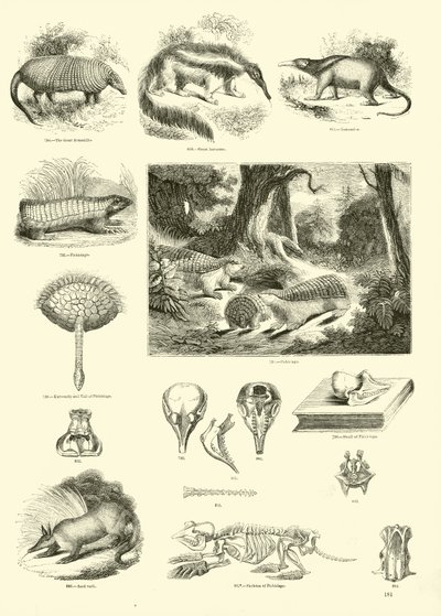 Pagina uit Het Picturale Museum van Geanimeerde Natuur door English School