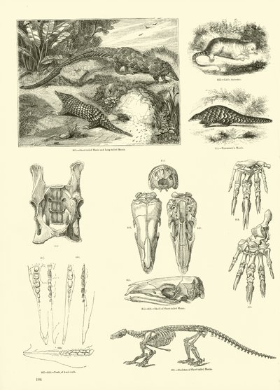 Pagina uit Het Picturale Museum van Geanimeerde Natuur door English School