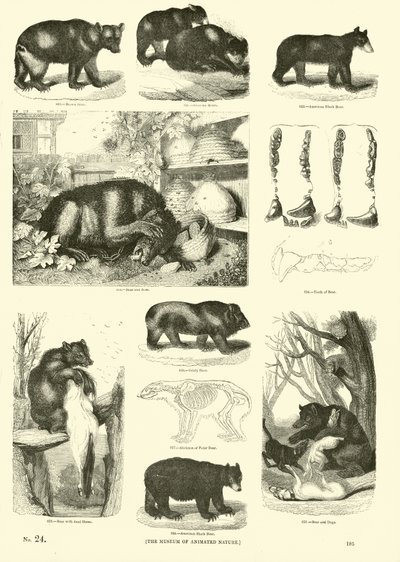 Pagina uit Het Picturale Museum van Geanimeerde Natuur door English School
