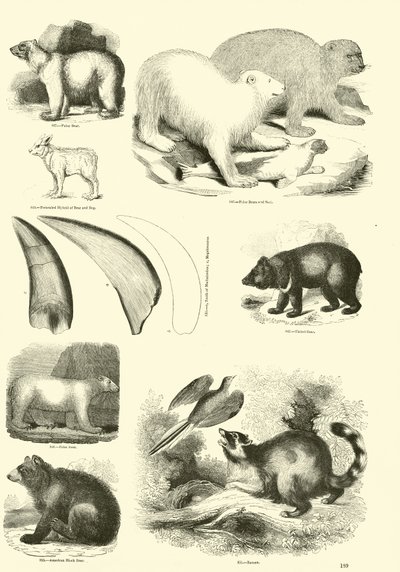 Pagina uit Het Picturale Museum van Geanimeerde Natuur door English School