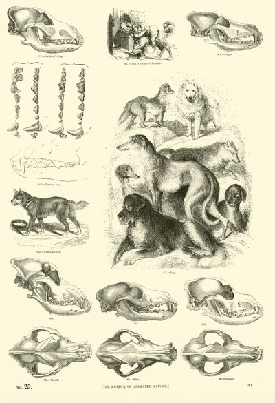 Pagina uit Het Picturale Museum van Geanimeerde Natuur door English School