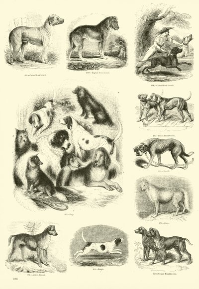 Pagina uit Het Picturale Museum van Geanimeerde Natuur door English School