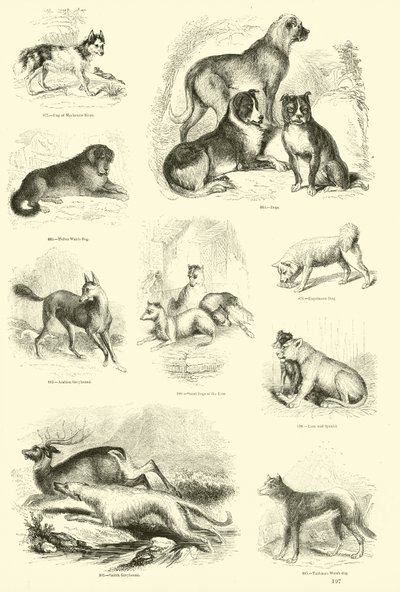 Pagina uit Het Picturale Museum van Geanimeerde Natuur door English School
