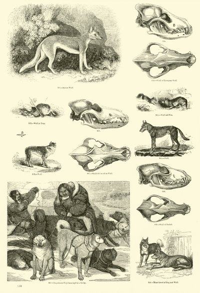 Pagina uit Het Picturale Museum van Geanimeerde Natuur door English School
