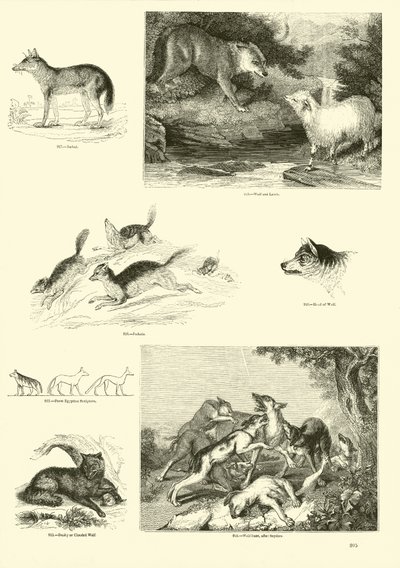 Pagina uit Het Picturale Museum van Geanimeerde Natuur door English School
