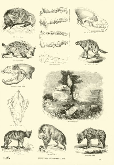Pagina uit Het Picturale Museum van Geanimeerde Natuur door English School