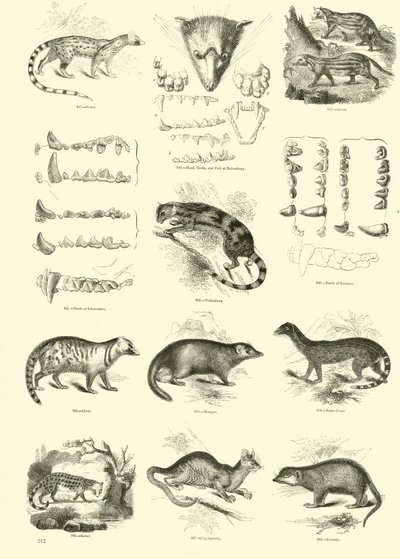 Pagina uit Het Picturale Museum van Geanimeerde Natuur door English School