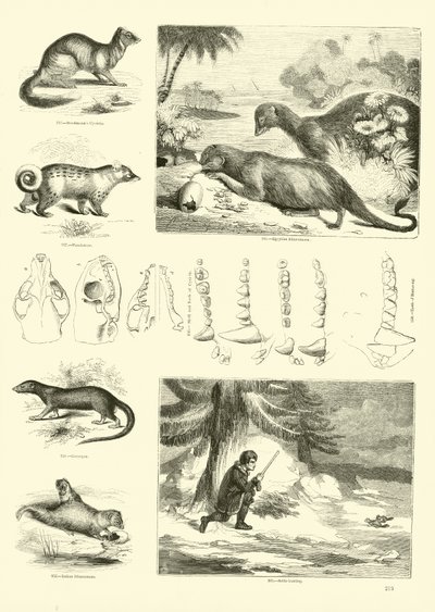 Pagina uit Het Picturale Museum van Geanimeerde Natuur door English School